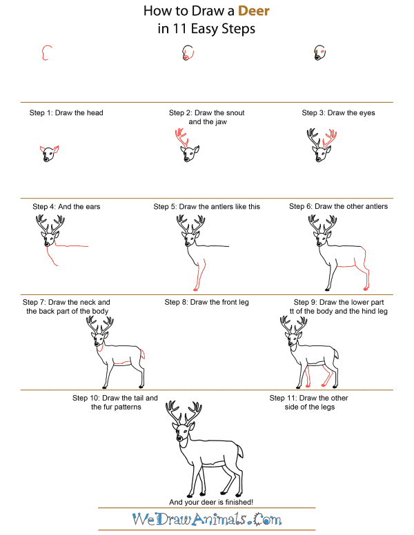 How to Draw A Deer - Quick Step-by-Step Tutorial