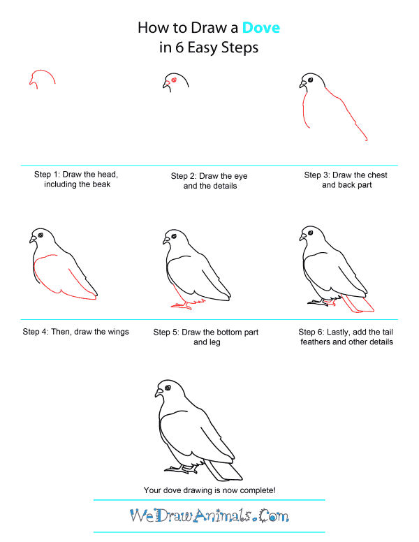 How to Draw A Dove - Quick Step-by-Step Tutorial