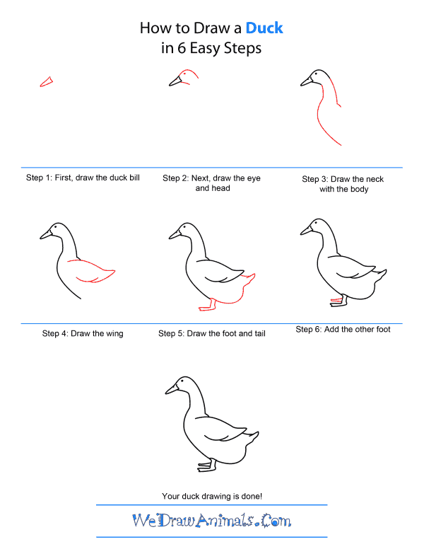 How to Draw A Duck - Quick Step-by-Step Tutorial