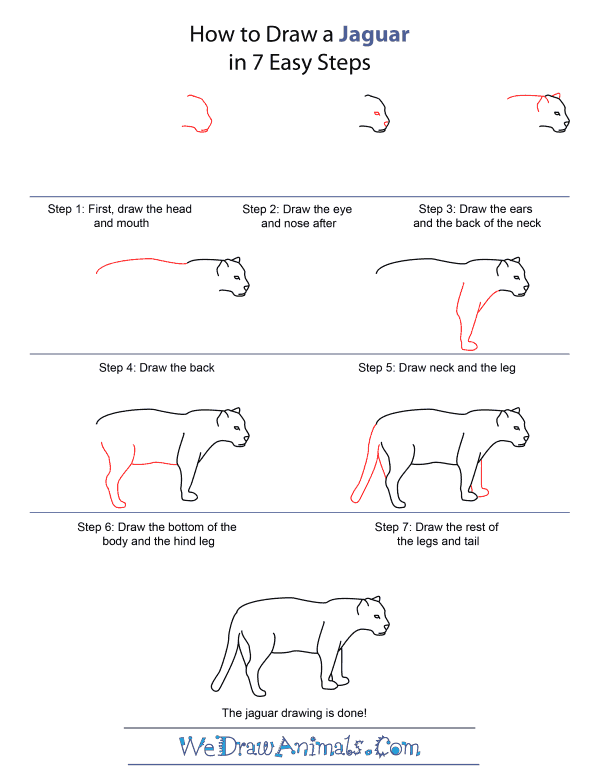 How to Draw A Jaguar - Quick Step-by-Step Tutorial