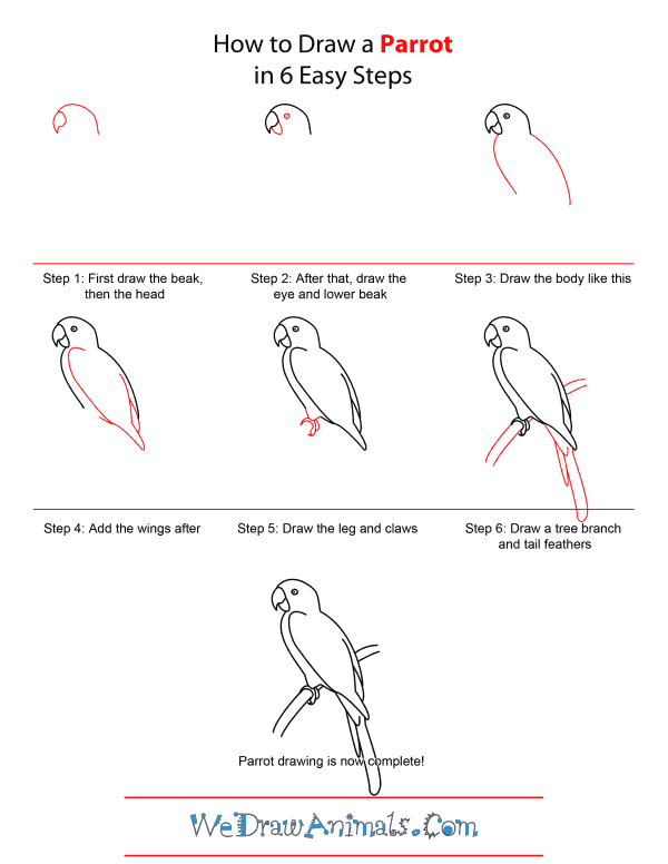How to Draw A Parrot - Quick Step-by-Step Tutorial