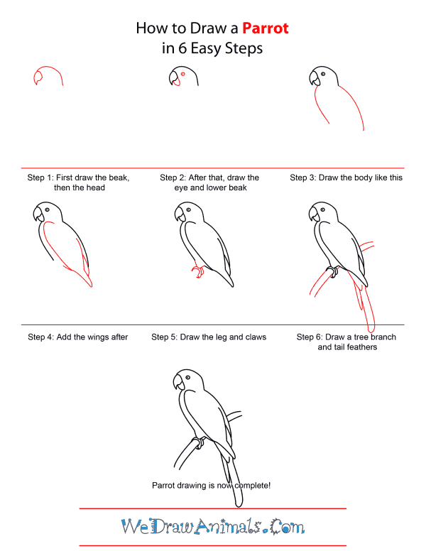 Featured image of post Realistic Parrot Drawing Easy Drawsocute learn howtodraw a parrot easy step by step drawing tutorial