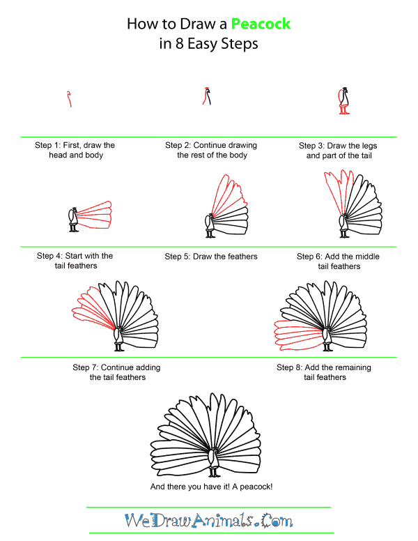 How To Draw A Peacock