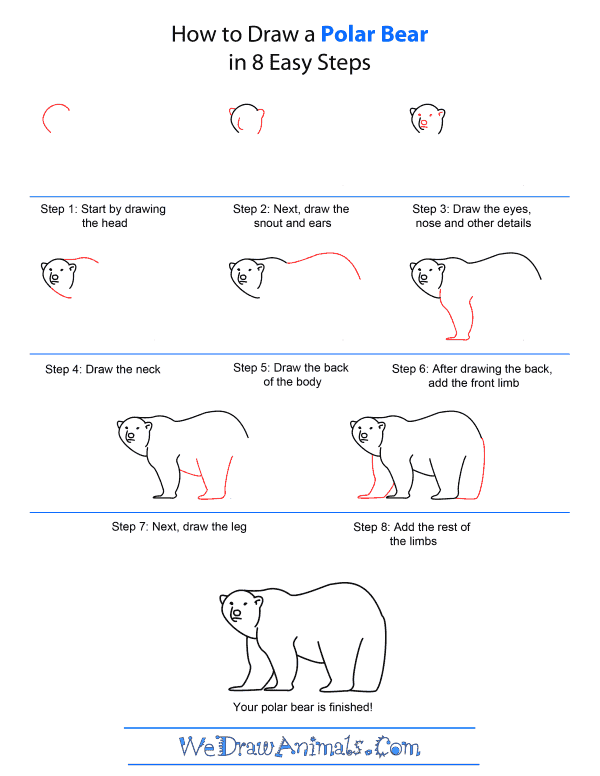 How to Draw A Polar Bear - Quick Step-by-Step Tutorial