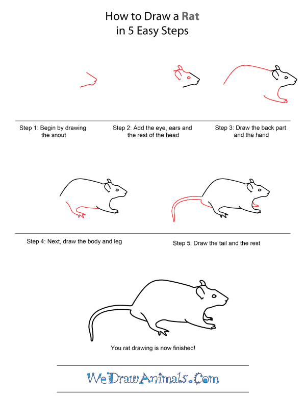How to Draw A Rat - Quick Step-by-Step Tutorial