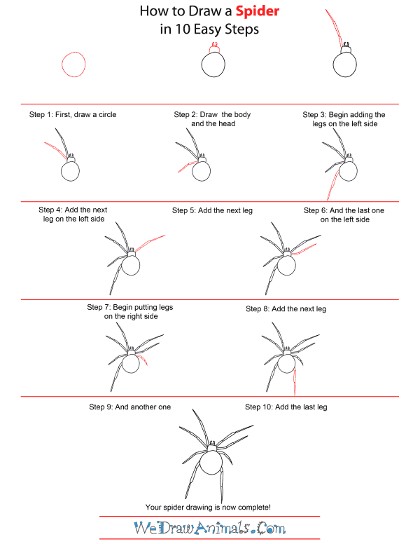 Featured image of post How To Draw A Tarantula Step By Step Click here for more face drawing tutorials learn how to draw a realistic face