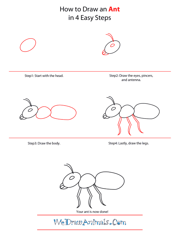 How To Draw An Ant - Step-by-Step Tutorial