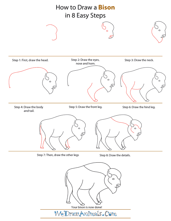 How To Draw A Bison - Step-by-Step Tutorial