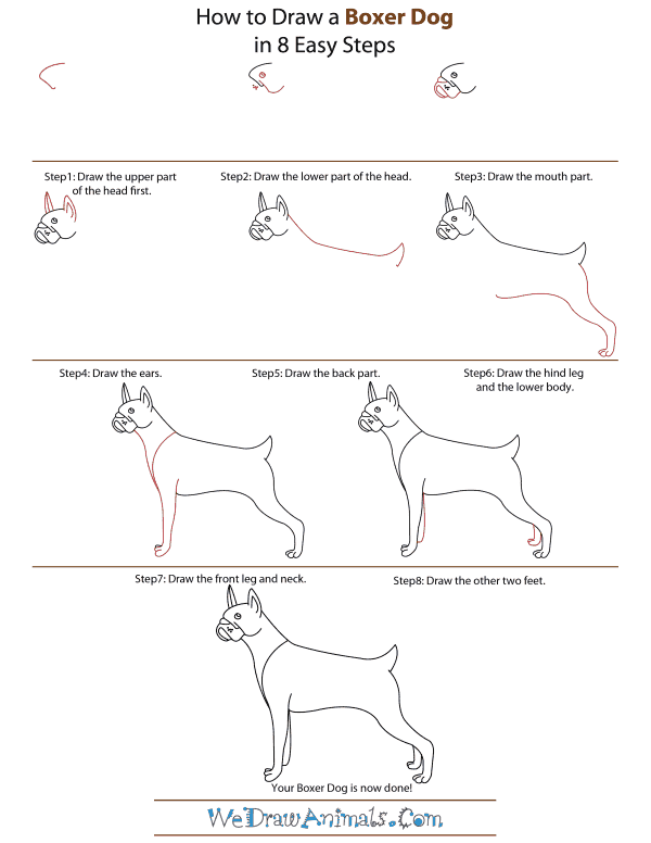 How To Draw A Boxer Dog - Step-by-Step Tutorial