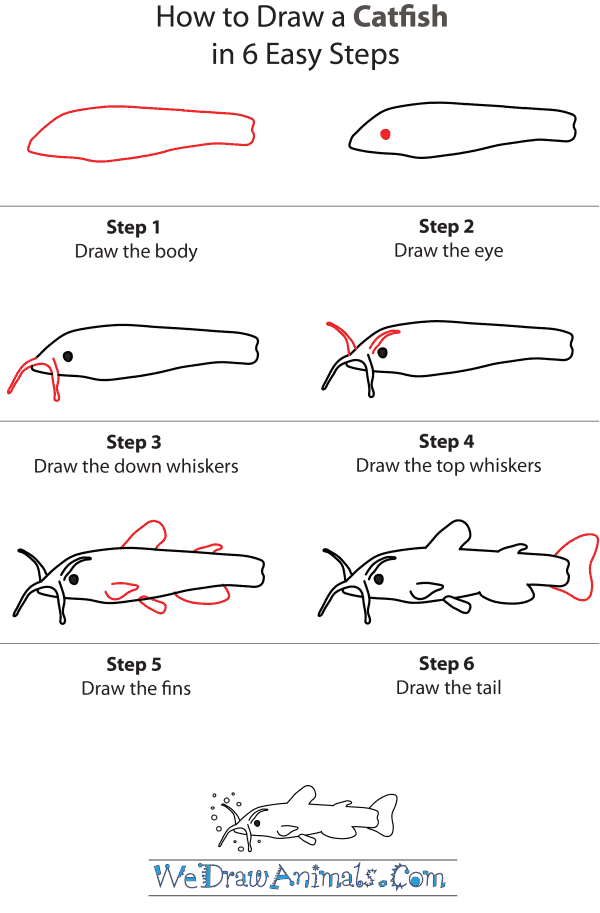 How To Draw A Catfish - Step-by-Step Tutorial