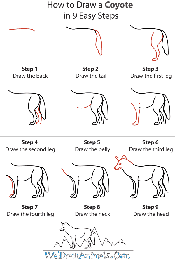 How To Draw A Coyote - Step-by-Step Tutorial