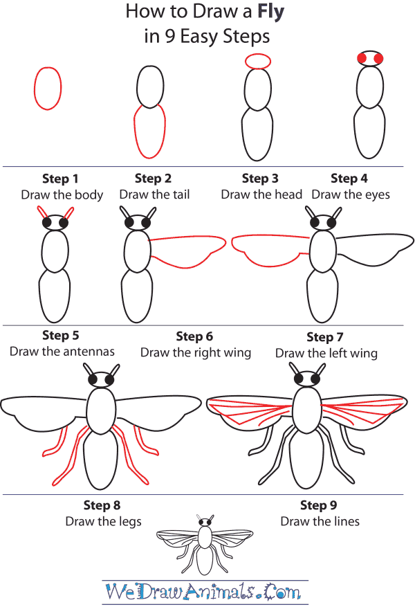 How To Draw A Fly - Step-by-Step Tutorial