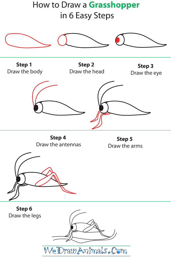 How To Draw A Grasshopper - Step-by-Step Tutorial