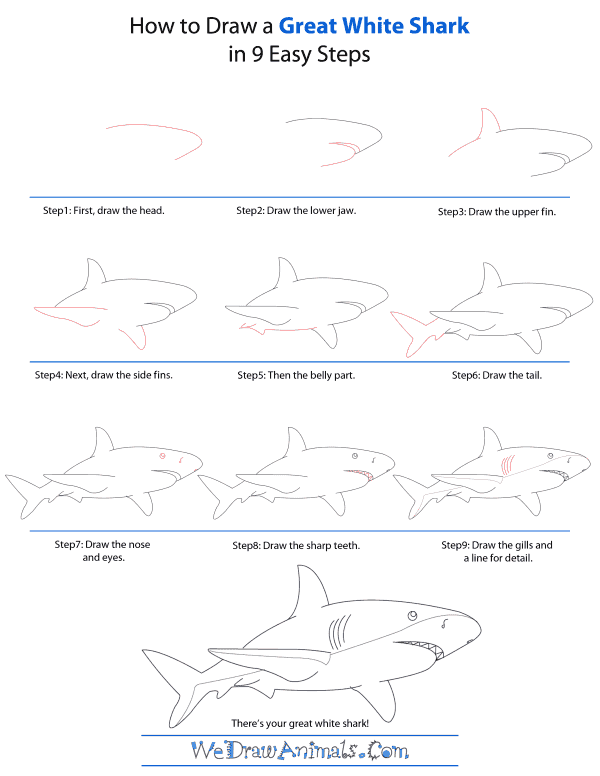 How To Draw A Great-White-Shark - Step-by-Step Tutorial