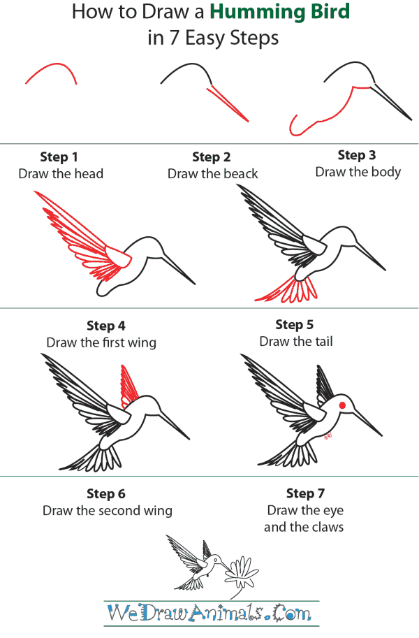 How To Draw A Hummingbird - Step-by-Step Tutorial