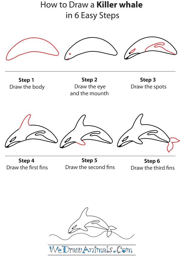 How To Draw A Killer-Whale - Step-by-Step Tutorial