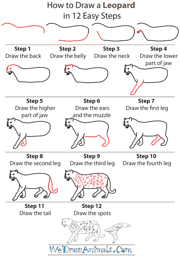 How To Draw A Leopard - Step-by-Step Tutorial