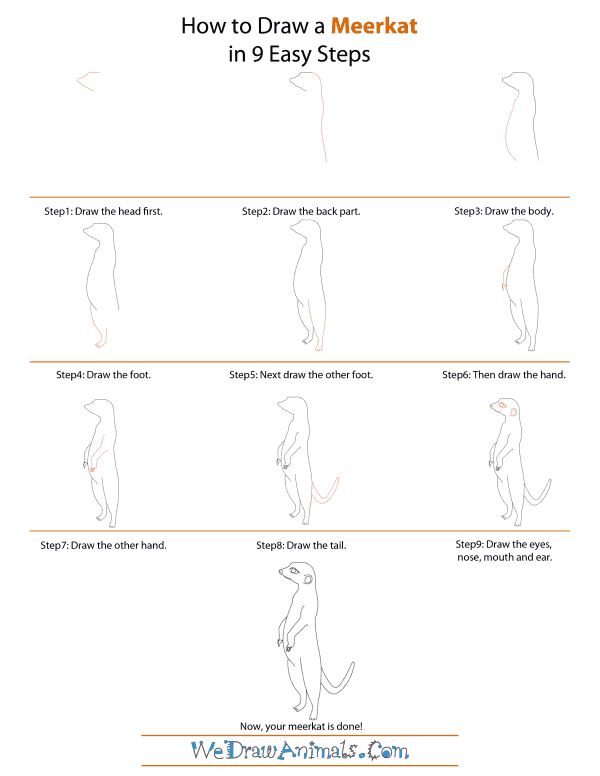How To Draw A Meerkat - Step-by-Step Tutorial