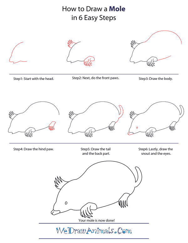 How To Draw A Mole - Step-by-Step Tutorial