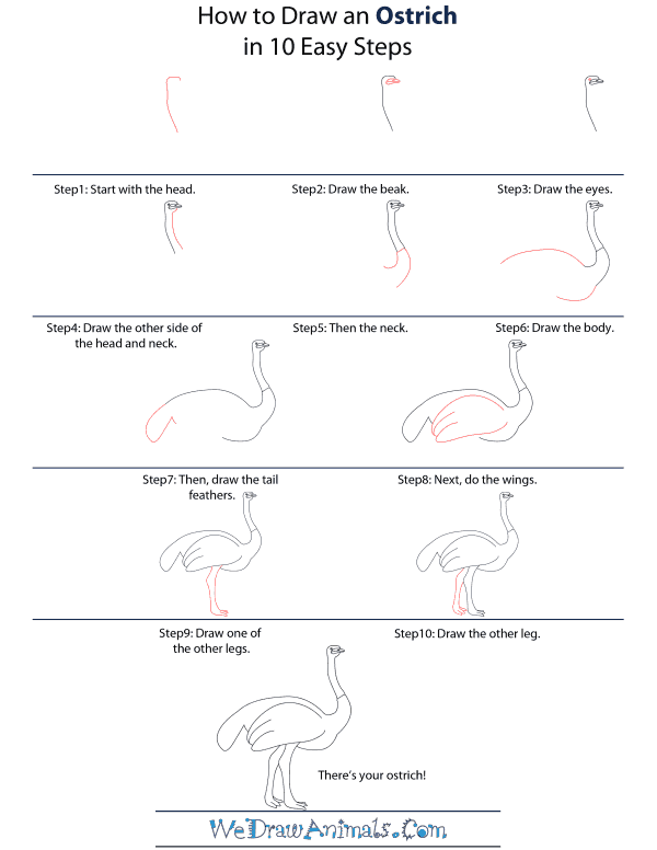 How To Draw An Ostrich - Step-by-Step Tutorial