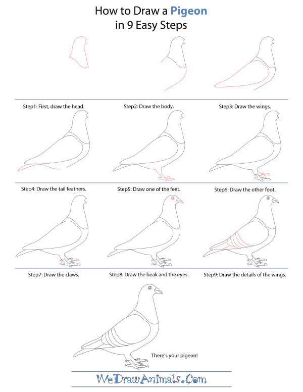 How To Draw A Pigeon - Step-by-Step Tutorial
