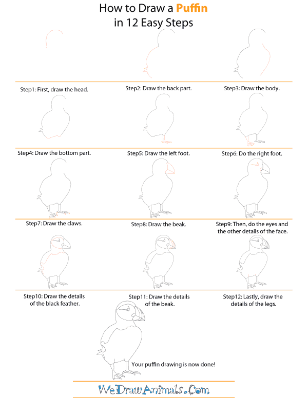 How To Draw A Puffin - Step-by-Step Tutorial