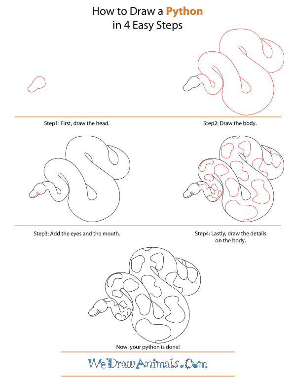 How To Draw A Python - Step-by-Step Tutorial