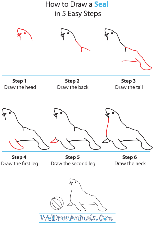 How To Draw A Seal - Step-by-Step Tutorial