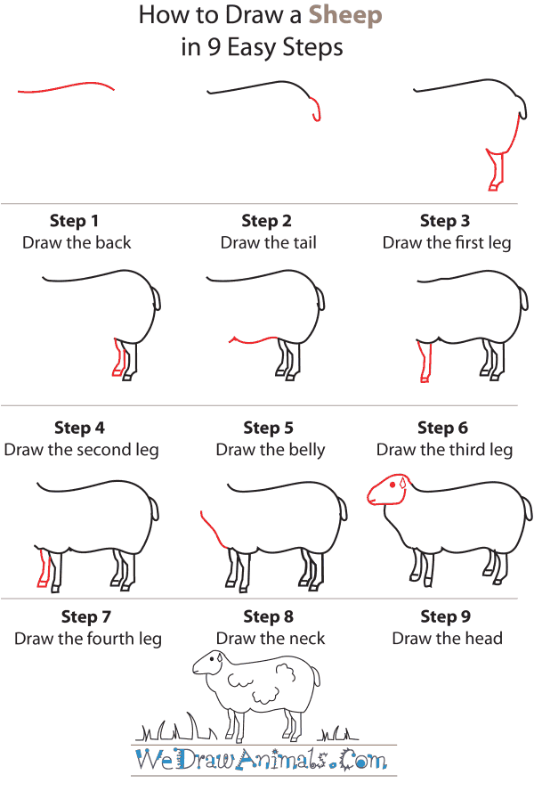 How To Draw A Realistic Sheep