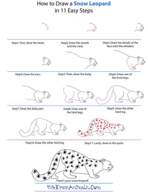 How To Draw A Snow-Leopard - Step-by-Step Tutorial