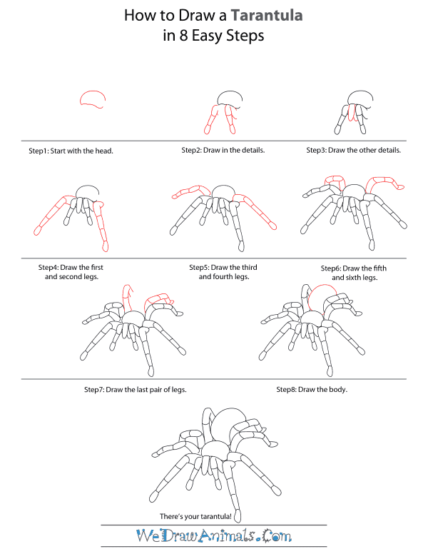 Featured image of post How To Draw A Realistic Tarantula They all have their very own characteristics that help to decide where to put the appropriate folds