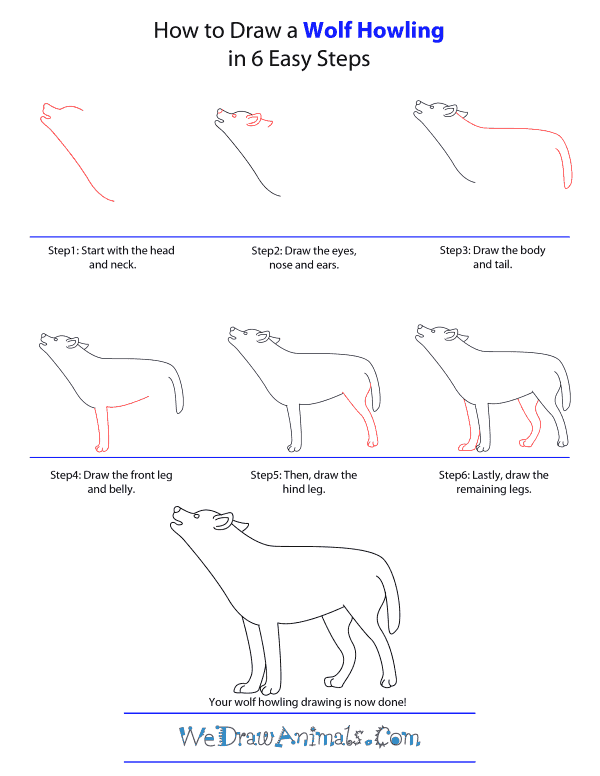 How To Draw A Wolf Howling - Step-by-Step Tutorial