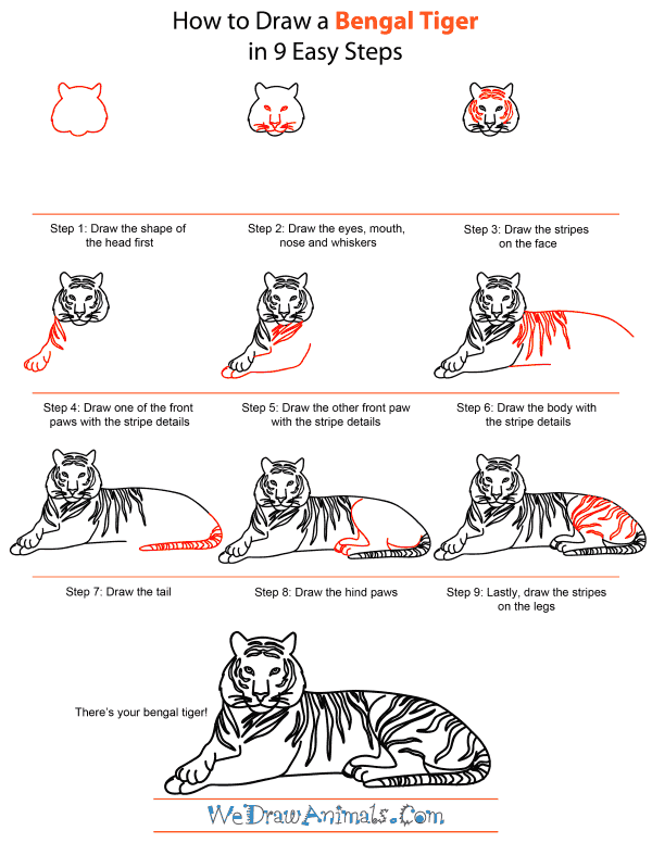 How To Draw A Bengal Tiger, Draw Tigers, Step by Step, Drawing Guide, by  MichaelY - DragoArt