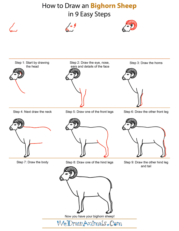 How To Draw A Bighorn Sheep - Step-by-Step Tutorial