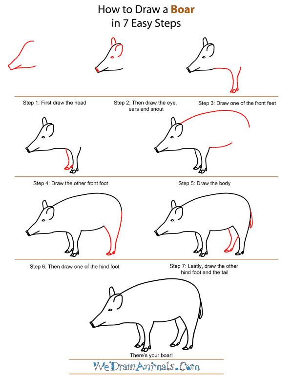 How To Draw A Boar - Step-by-Step Tutorial