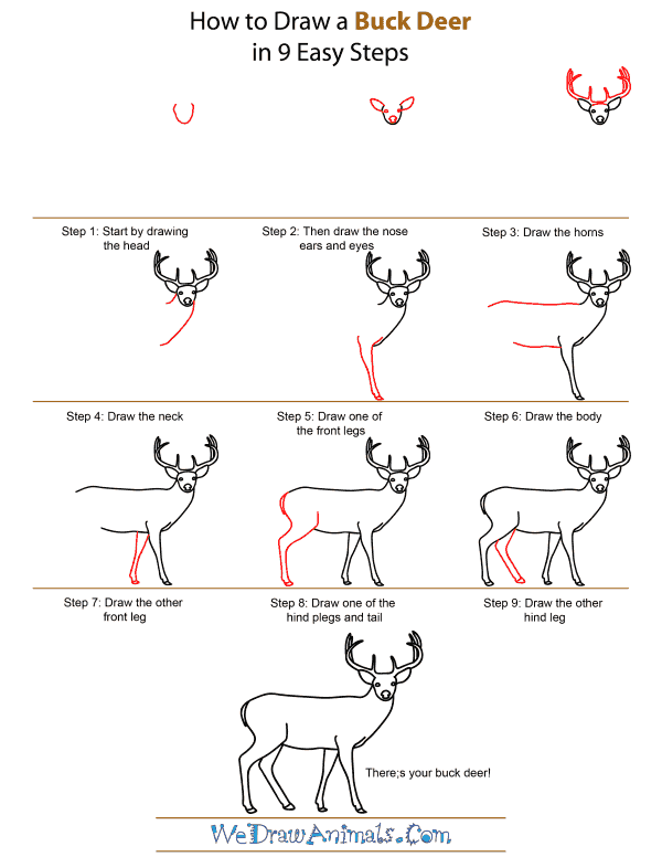 How To Draw A Buck Deer - Step-by-Step Tutorial