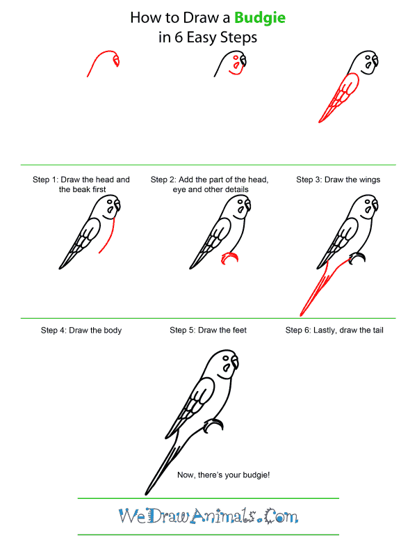 How To Draw A Budgie - Step-by-Step Tutorial