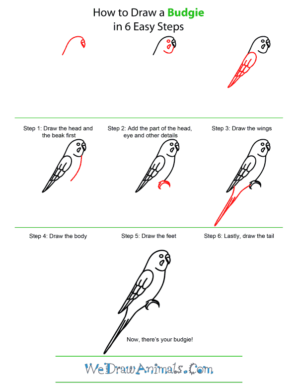 Featured image of post Cute Bird Drawing Budgie It often lived together in the form of a group