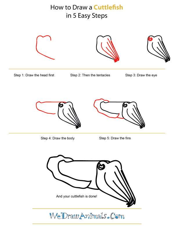 How to Draw a Cuttlefish