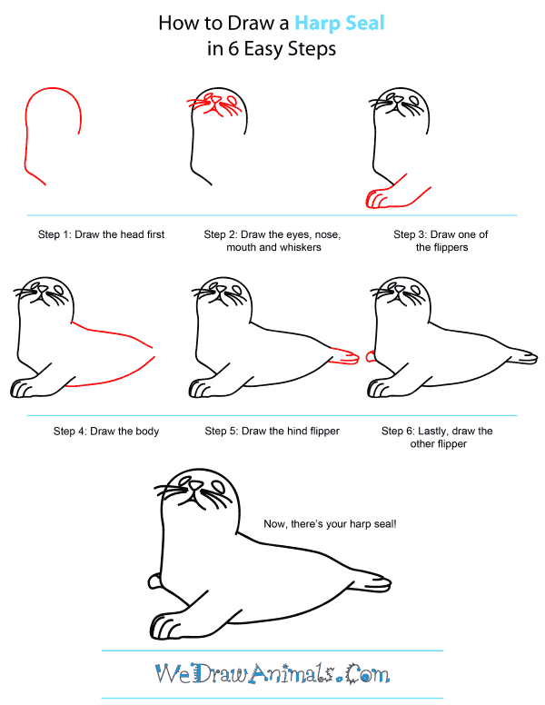 How To Draw A Harp Seal - Step-by-Step Tutorial