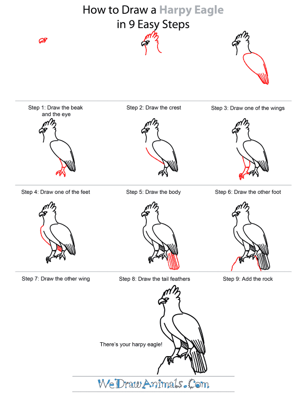 How To Draw A Harpy Eagle - Step-by-Step Tutorial
