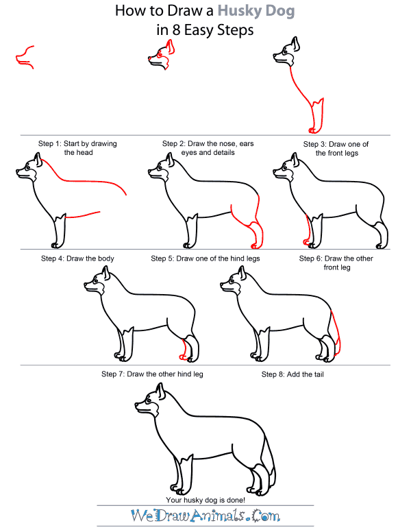 How To Draw A Husky Dog - Step-by-Step Tutorial