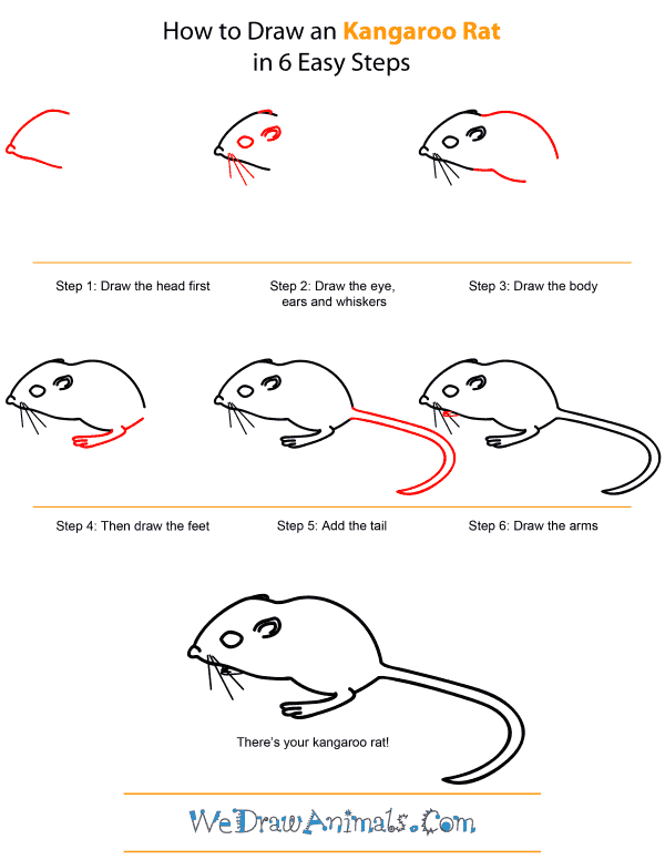 How To Draw A Kangaroo Rat - Step-by-Step Tutorial