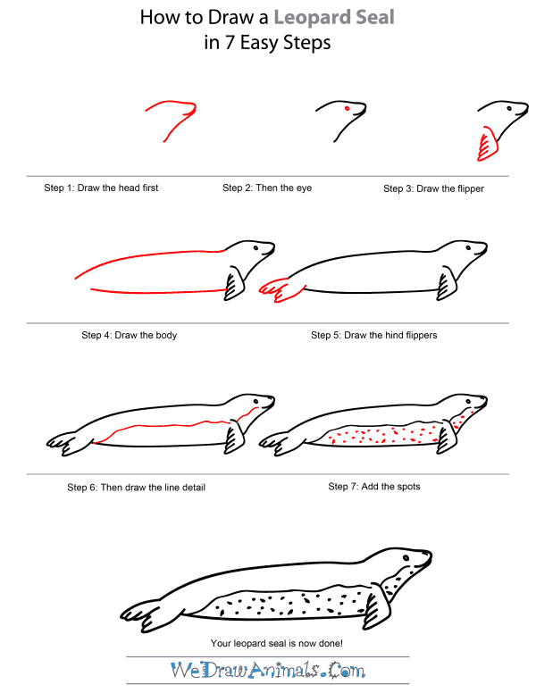 How To Draw A Leopard Seal - Step-by-Step Tutorial