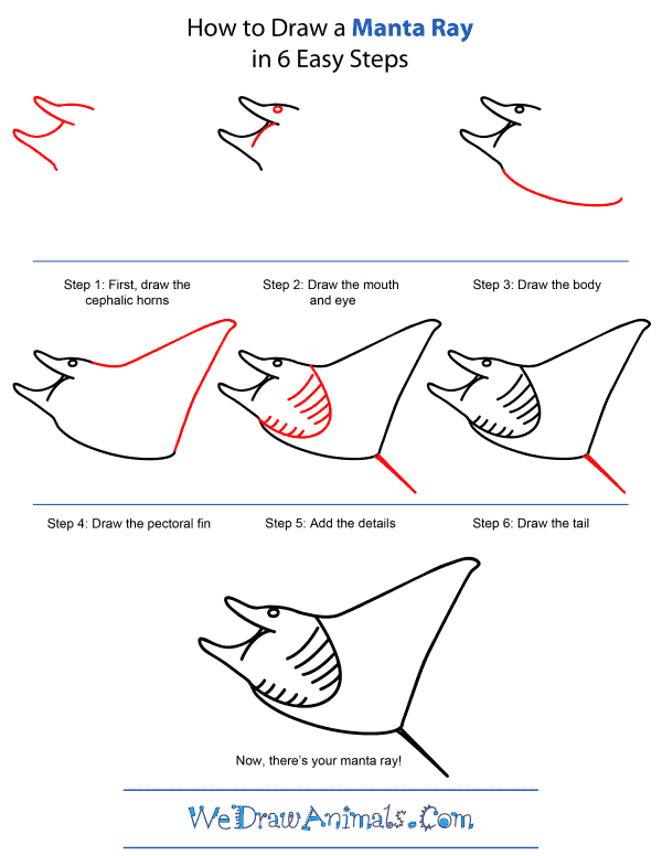 How To Draw A Manta Ray - Step-by-Step Tutorial