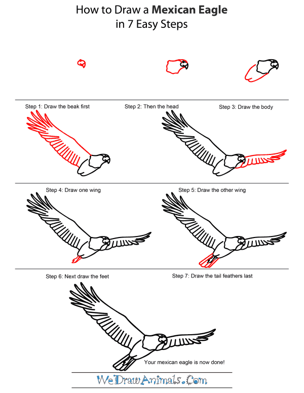 How To Draw A Mexican Eagle - Step-by-Step Tutorial