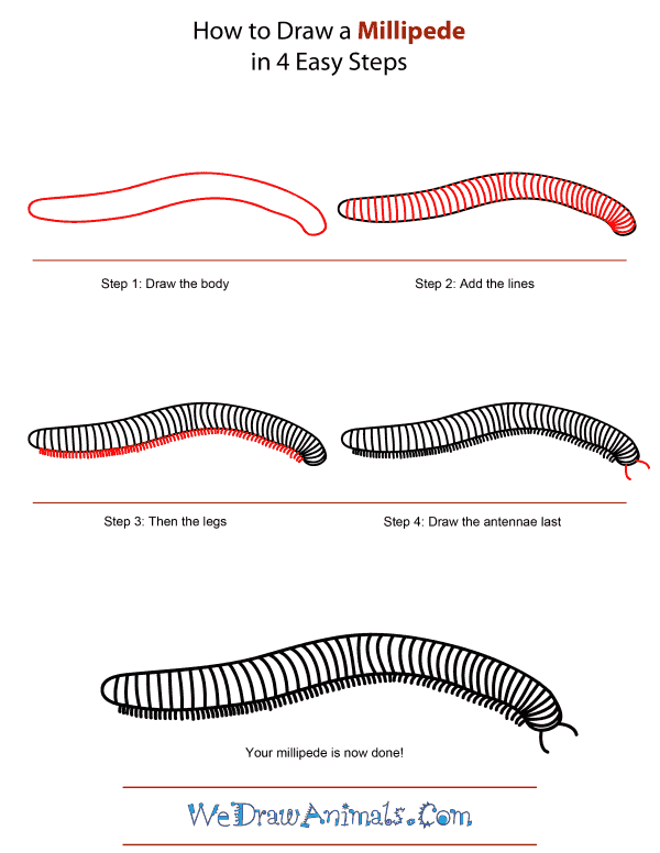 How To Draw A Millipede - Step-by-Step Tutorial