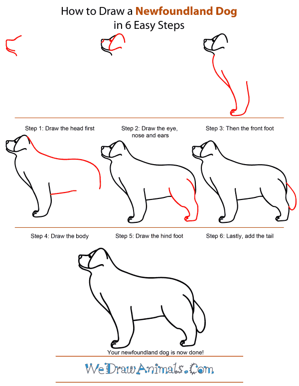 How To Draw A Newfoundland Dog - Step-by-Step Tutorial