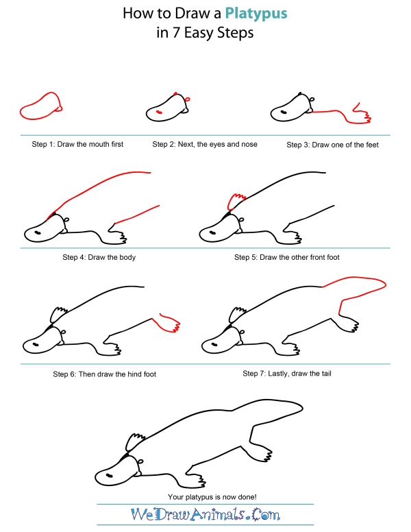 How To Draw A Platypus - Step-by-Step Tutorial