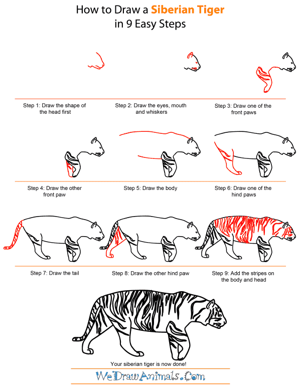 How To Draw A Siberian Tiger - Step-by-Step Tutorial
